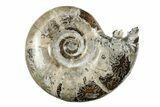 Polished, Sutured Ammonite (Eotetragonites?) Fossil - Madagascar #246225-1